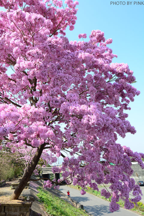 【南投景点】猫罗溪畔绝美「风铃树」粉红盛开中