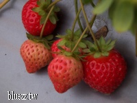 大湖草莓-100_3222.JPG