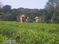 南投青山茶-100_4162.JPG