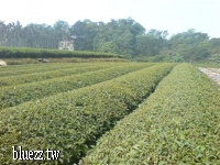 南投青山茶-DSC01166.JPG