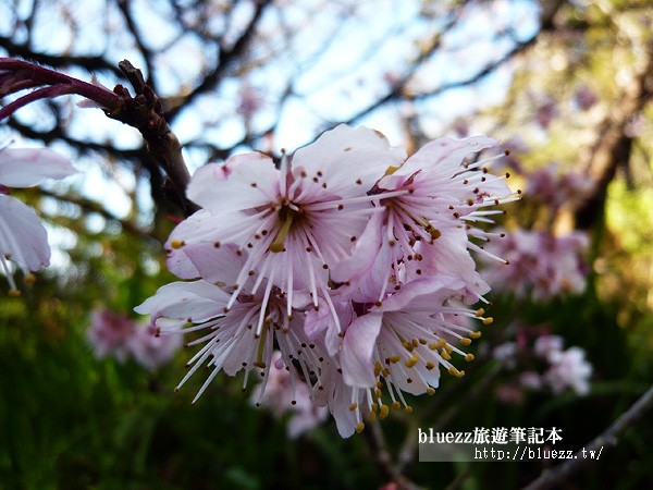 阿里山櫻花季.jpg