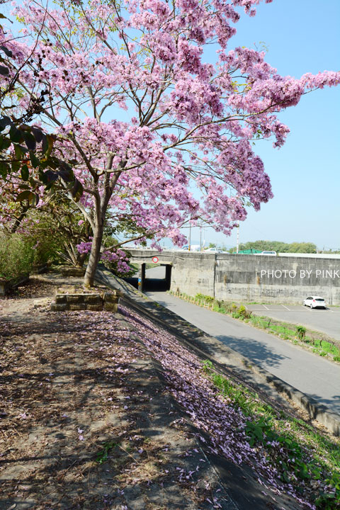 【南投景點】貓羅溪畔絕美「風鈴樹」粉紅盛開中-DSC_4083.jpg