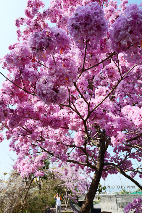 【南投景點】貓羅溪畔絕美「風鈴樹」粉紅盛開中-DSC_4070.jpg