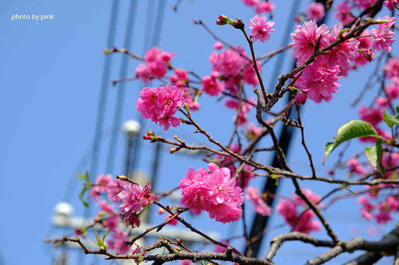 芬園花卉休憩園區．櫻花-DSCF2114.jpg