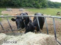 飛牛牧場-可愛的牛牛-P1000903.JPG