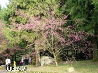 九族櫻花祭2008-P1040401.JPG
