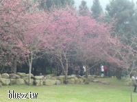 九族櫻花祭2008-P1040416.JPG