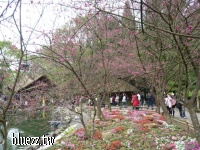 九族櫻花祭2008-P1040443.JPG