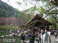 九族櫻花祭2008-P1040445.JPG