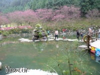 九族櫻花祭2008-P1040448.JPG