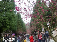 九族櫻花祭2008-P1040458.JPG