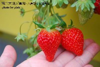 【苗栗大湖採草莓】六合草莓休閒農場 