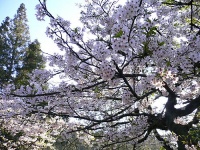 阿里山櫻花季-a.jpg