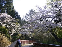阿里山櫻花季-b.jpg