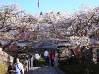 阿里山櫻花季-c.jpg
